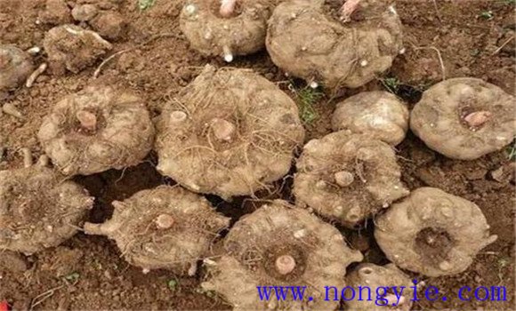 魔芋是什么东西 魔芋种植技术要点
