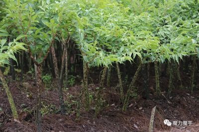 种植魔芋肥料的用法用量及施用时间
