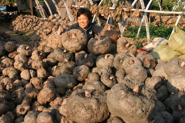 这些农作物暗含毒素,特别是第一种,虽好吃但危险