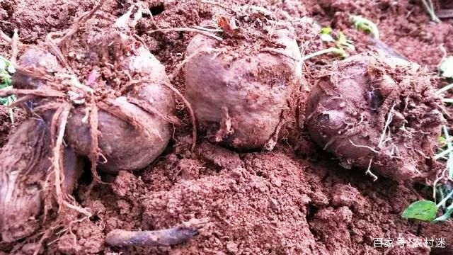 魔芋怎样繁殖?种子如何处理?软腐病等一样可以避免危害