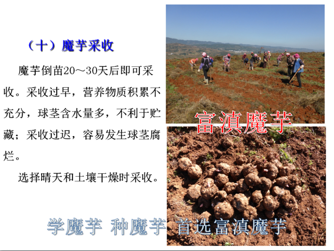 富滇魔芋种子栽培要求与种植基地指南