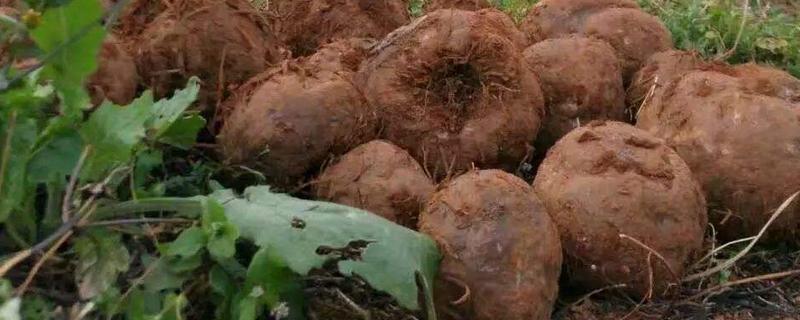 魔芋种植全攻略 从种植时间到田间管理的实用指南