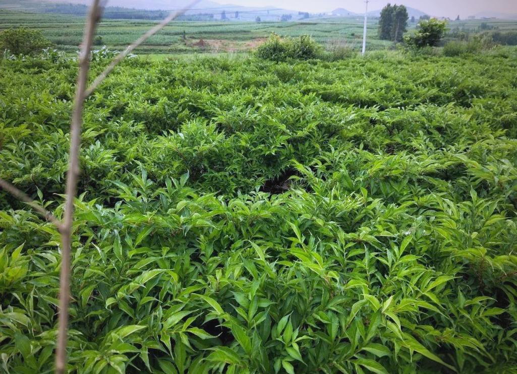 魔芋种植的挑战应对与技术培训策略