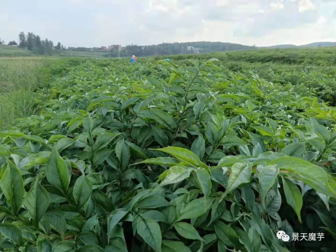 5000亩魔芋种植项目落地沾益区 创新“零风险”模式邀请投资人共建1000亩核心基地
