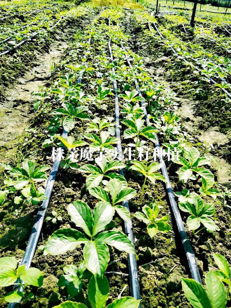 一粒粒精选的株芽魔芋实生籽 种植暴发力超乎想象