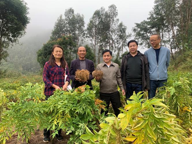 魔芋深加工产品、制备工艺与市场销售分析——为魔芋种植推广提供决策参考