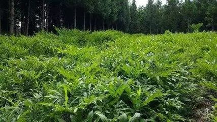 魔芋种植技术探究